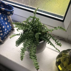 Boston Fern plant photo by Gobbolinothecat named Shangyang on Greg, the plant care app.