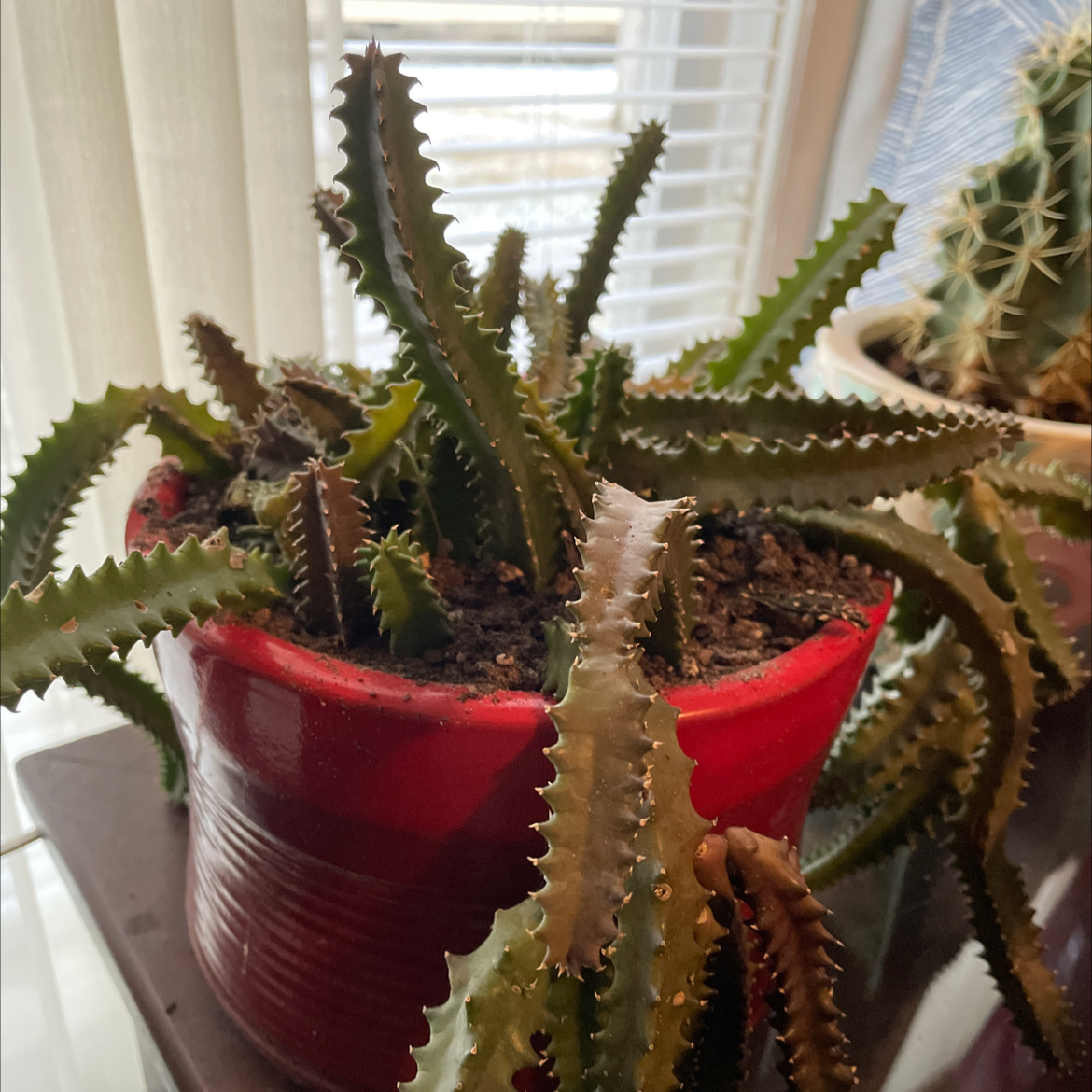 Lifesaver Cactus in a red pot with some browning stems, visible soil, and another plant in the background.