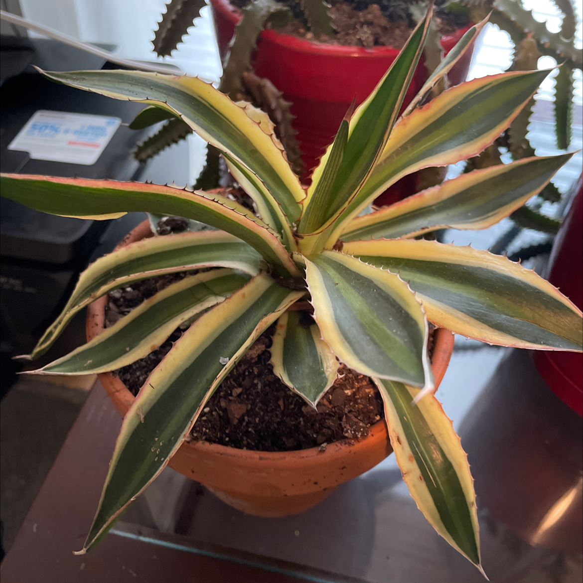 Healthy century plant in a terracotta pot with vibrant green and yellow striped leaves.
