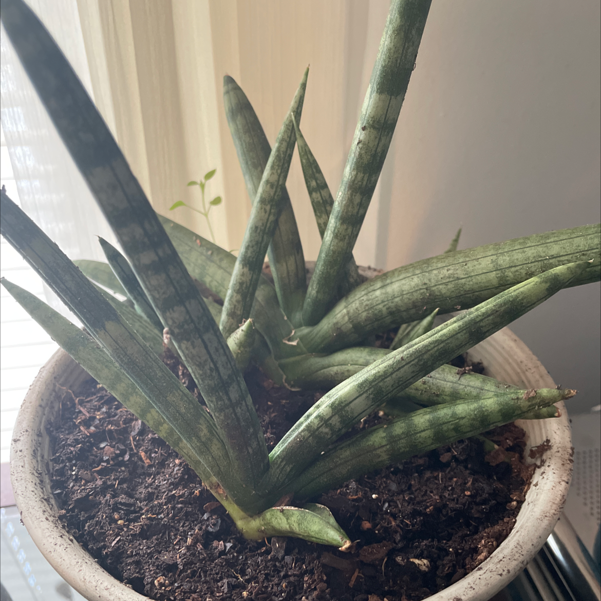 Starfish Snake Plant in a pot with visible soil, well-framed and in focus.
