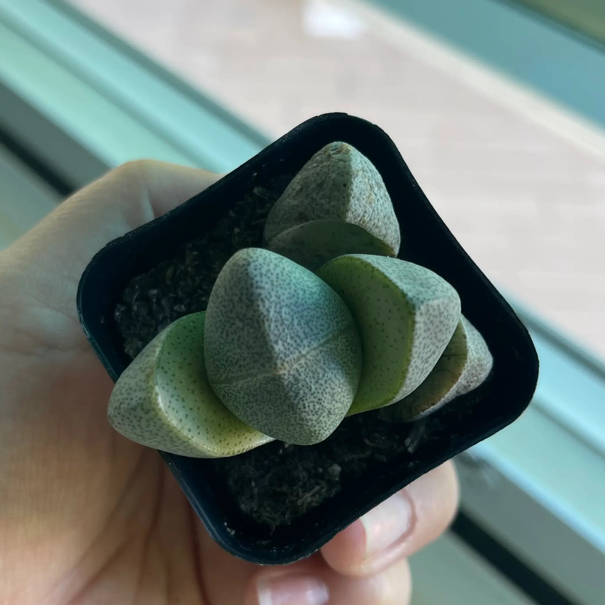 Split Rock plant (Pleiospilos nelii) in a small pot, held by a hand.