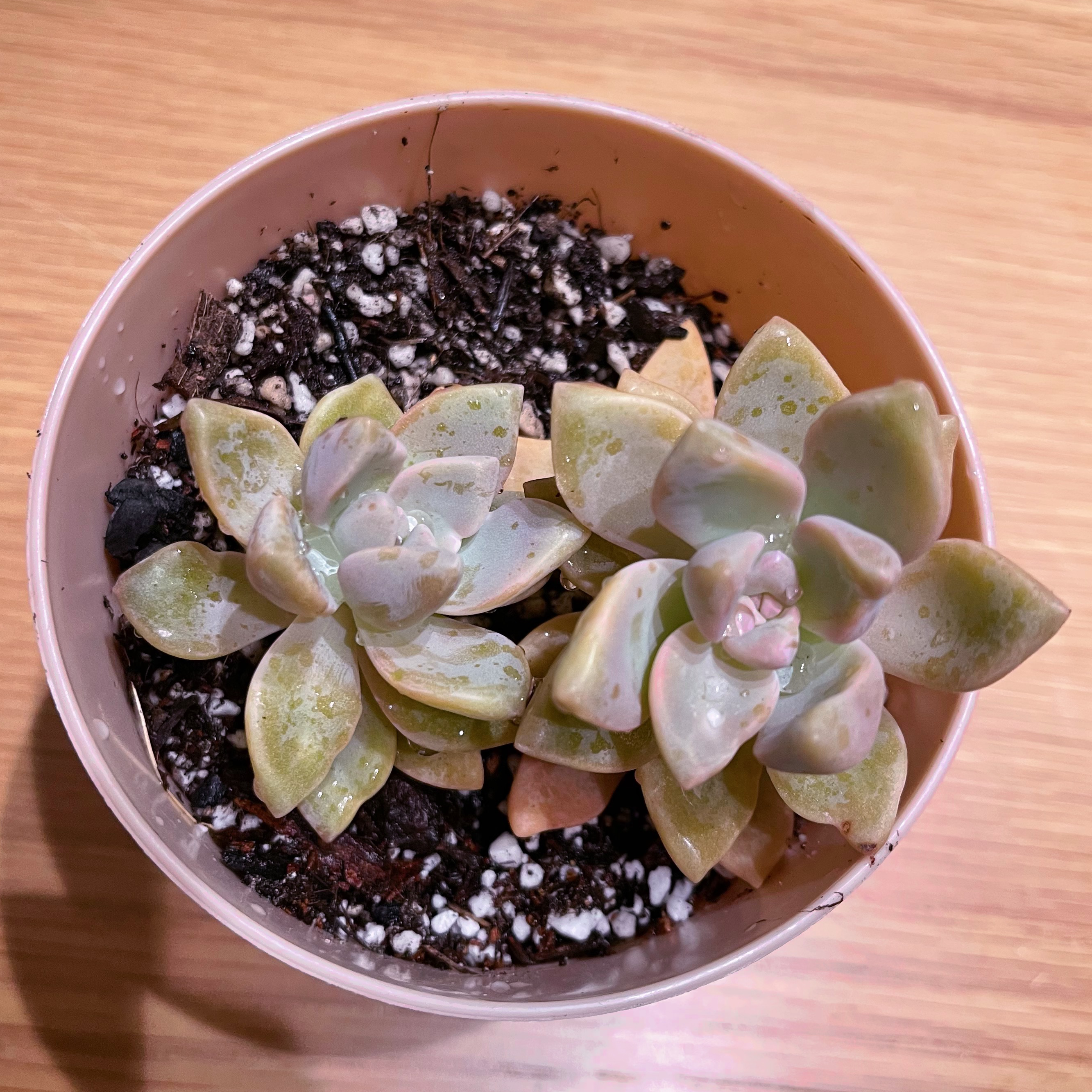 Potted Graptosedum 'Copper Glow' succulent with two rosettes and visible soil.