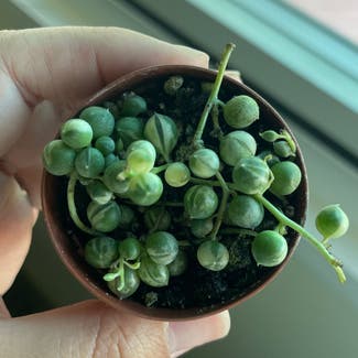 Variegated String of Pearls plant in Carson, California