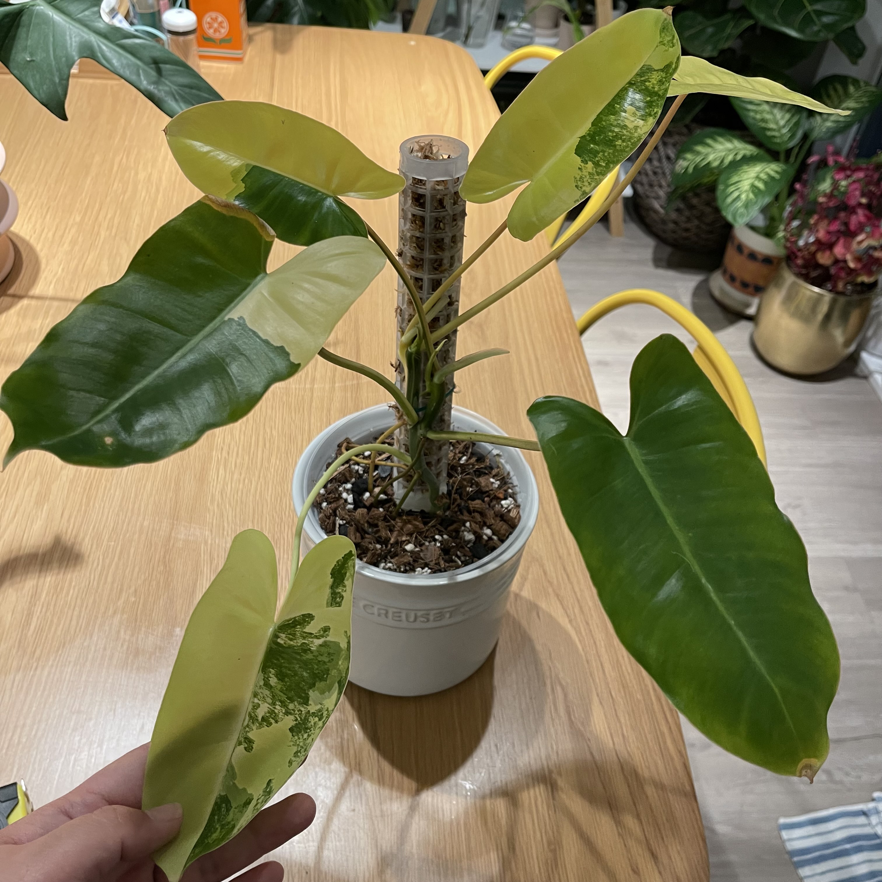 Burle Marx Variegata plant in a white pot with variegated leaves. A hand is holding two leaves.