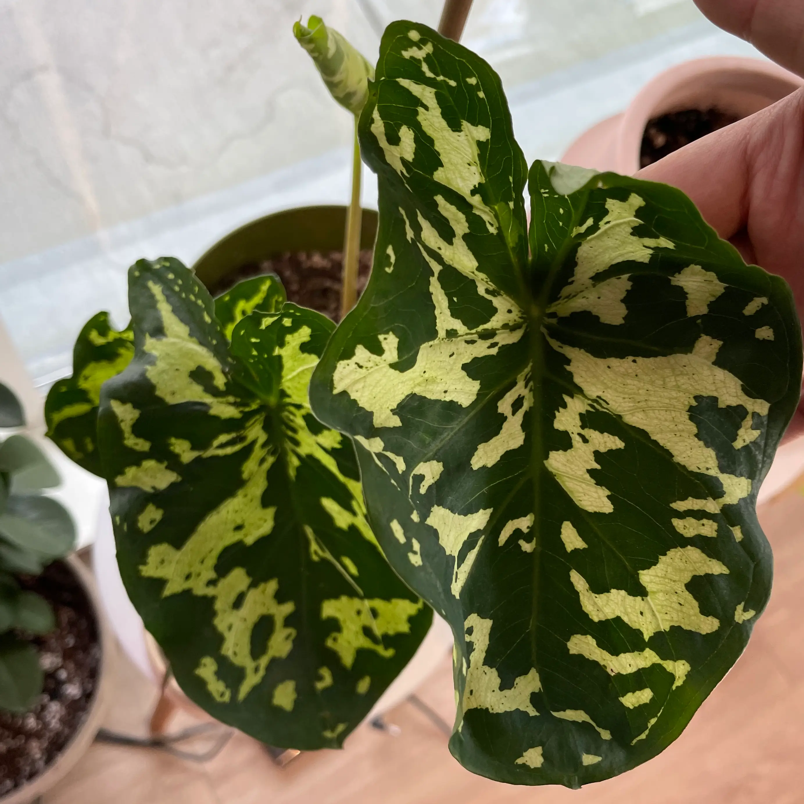 Caladium Hilo Beauty plant with green and yellow variegated leaves, held by a hand.