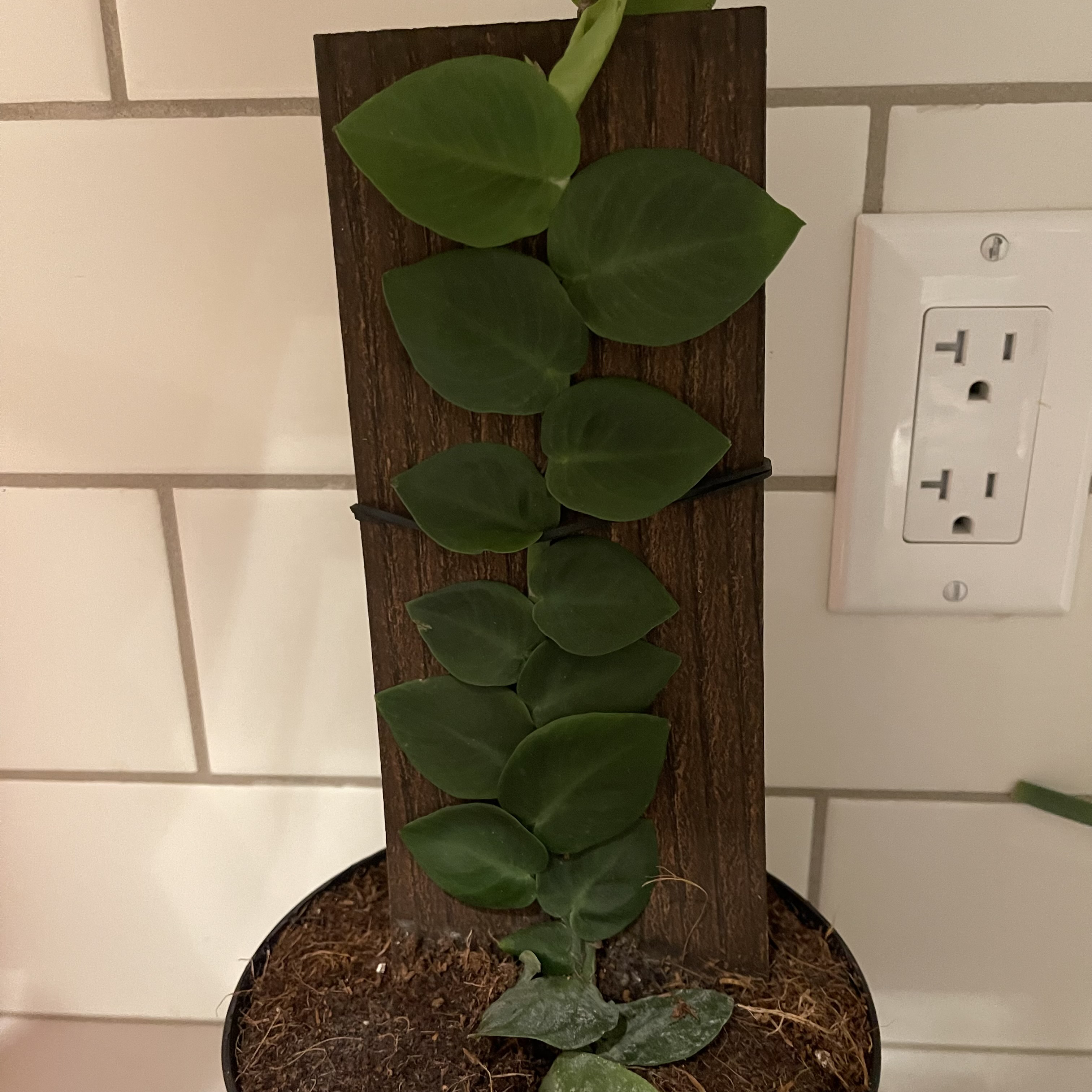 Rhaphidophora hayi plant climbing a wooden plank with dark green leaves.