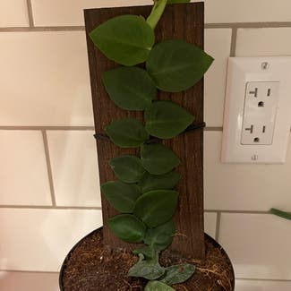Rhaphidophora hayi plant in Carson, California