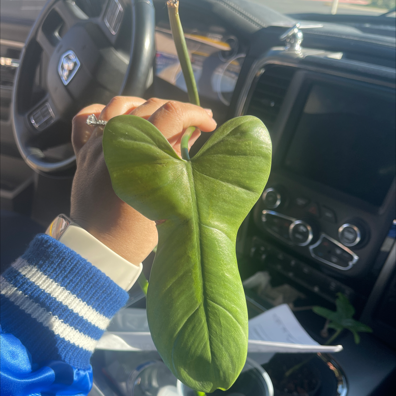 A healthy leaf of a Horsehead Philodendron being held by a hand inside a car.