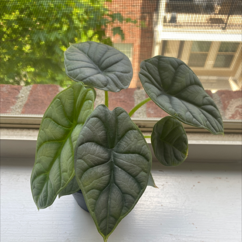 Alocasia 'Dragon Scale' plant on a windowsill with healthy leaves.