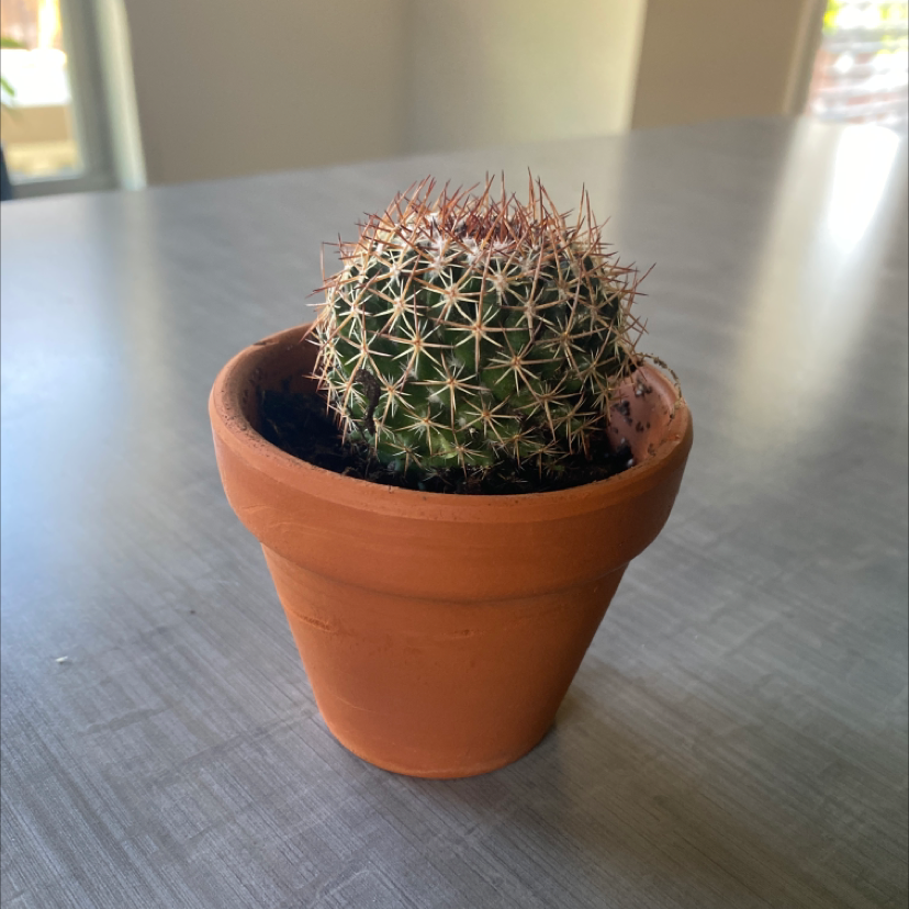 Little Nipple Cactus in a terracotta pot on a table.