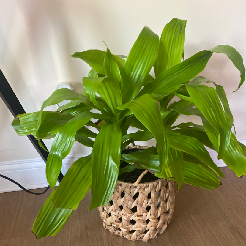 Dracaena Limelight plant in a woven basket with vibrant green leaves.