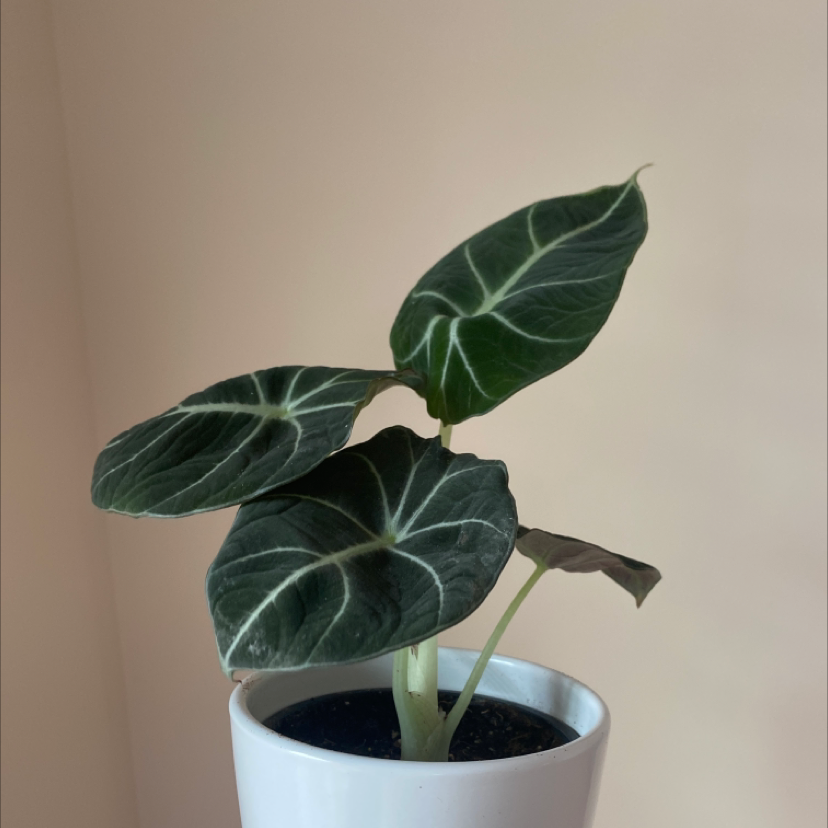 Black Velvet Alocasia plant in a white pot with dark green leaves and white veins.