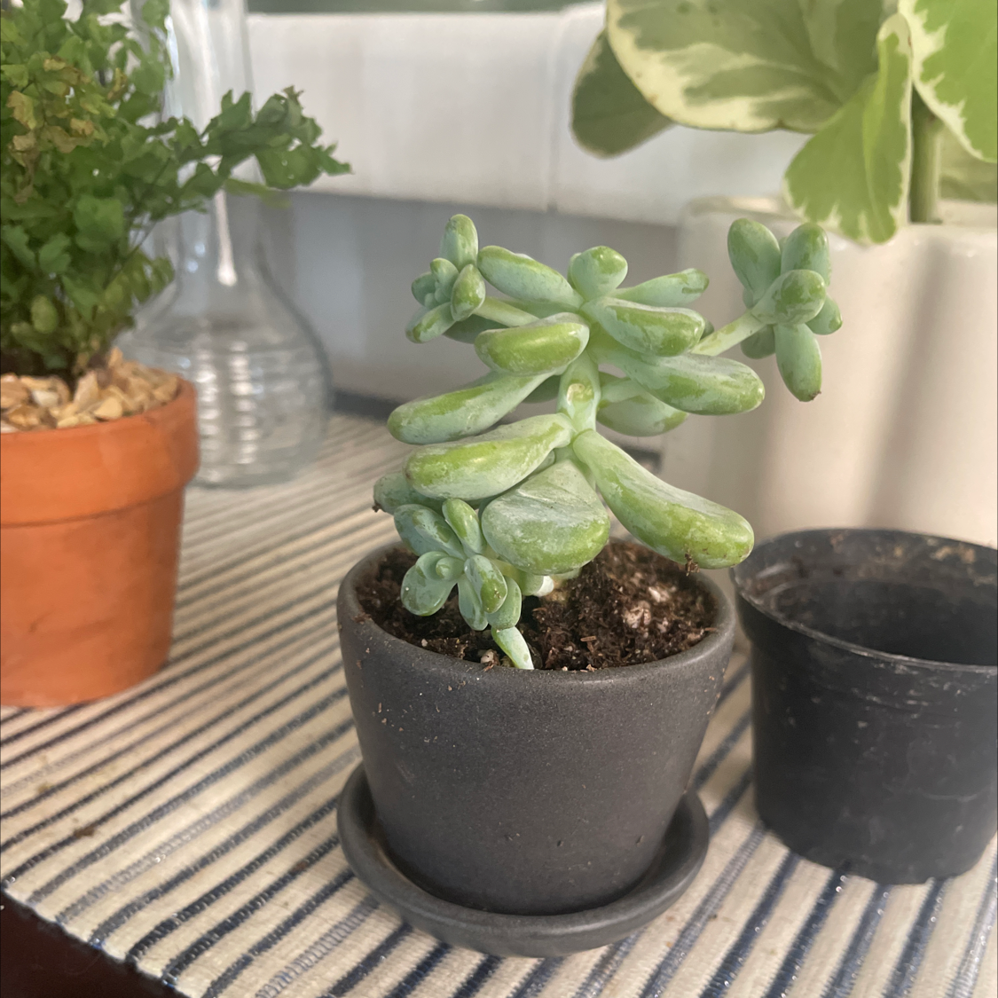 Potted Sedum clavatum succulent with thick, fleshy leaves. Soil is visible.