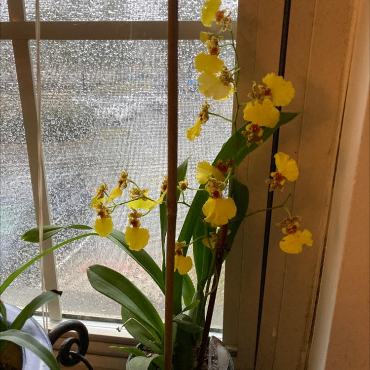 A thriving potted Canna Lily plant with several bright yellow flowers in bloom near a textured glass window.