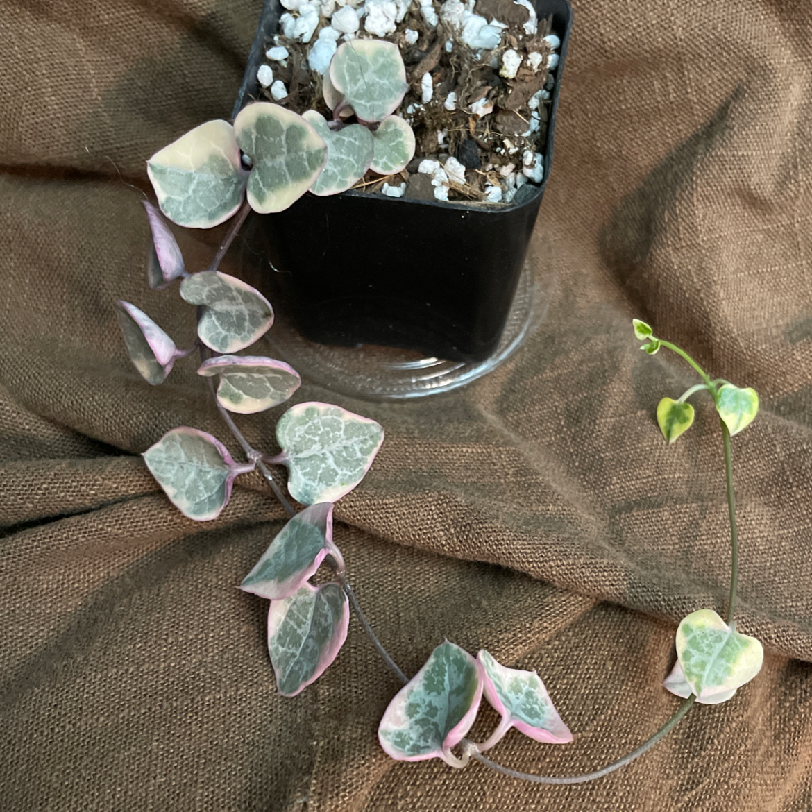 Variegated string of hearts plant in a small pot with visible soil and heart-shaped leaves.