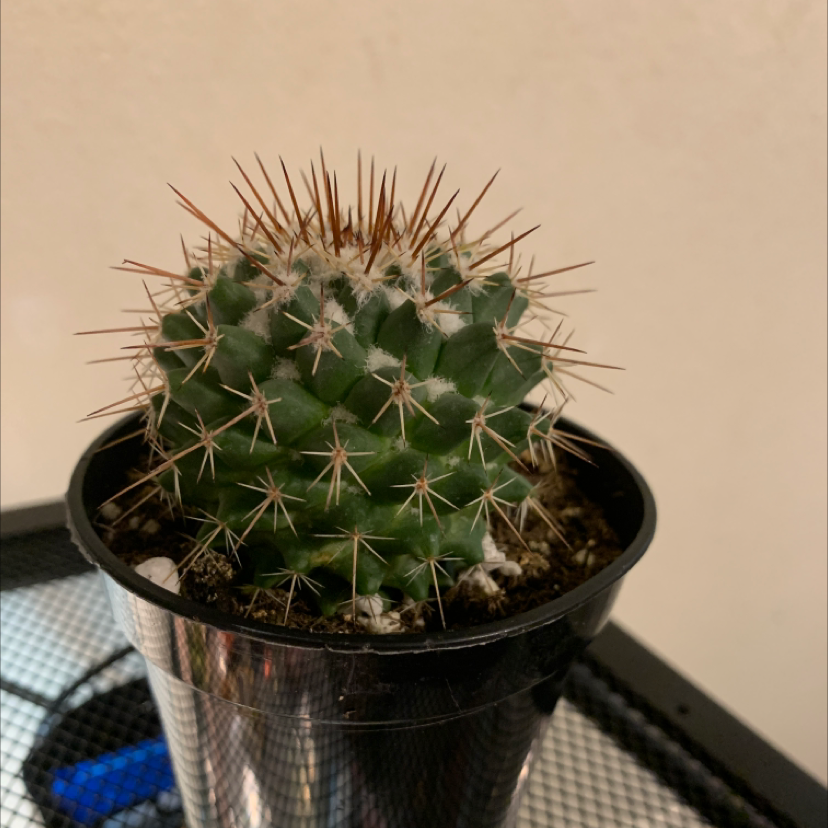 Photo of the plant species Mammillaria Melanocentra by @AffectivePurei named Cactus on Greg, the plant care app
