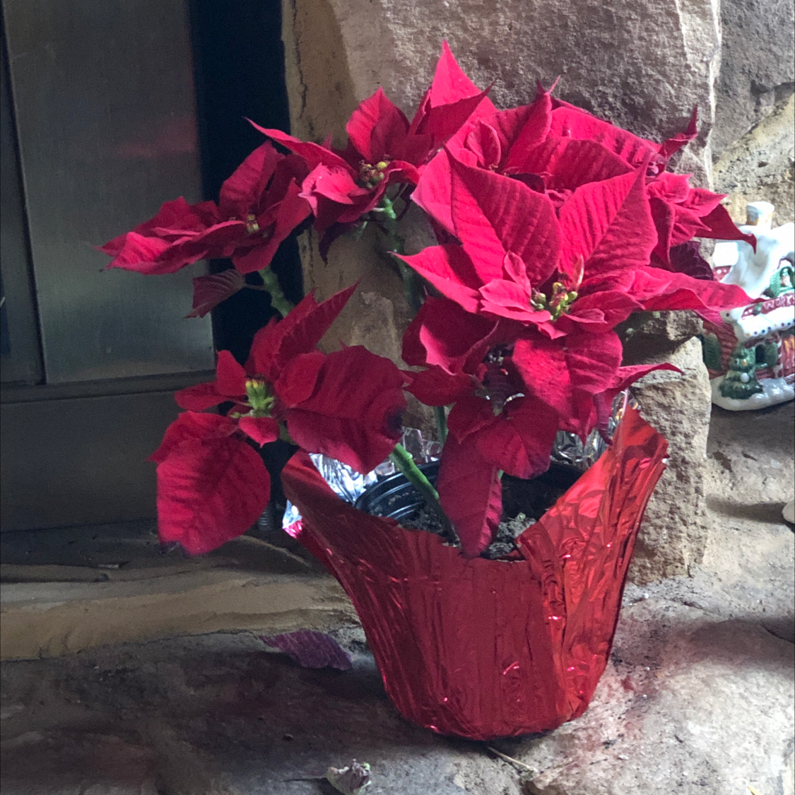 Poinsettia plant with vibrant red leaves in a decorative pot.