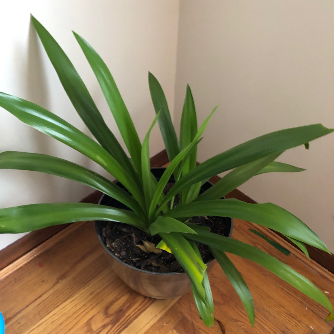 Healthy Bush Lily plant in a pot on a wooden floor.