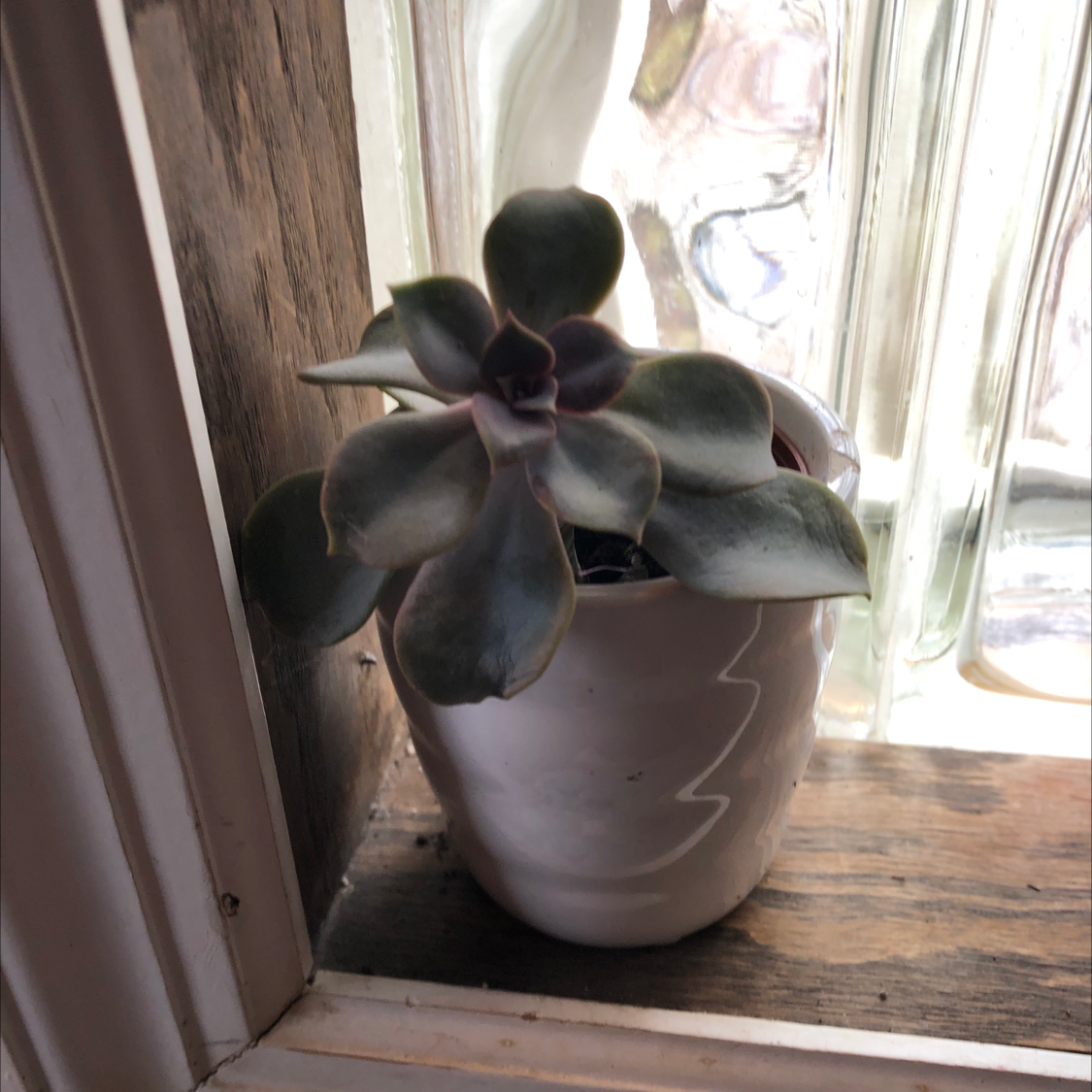Ghost Plant (Graptopetalum paraguayense) in a white pot on a windowsill.