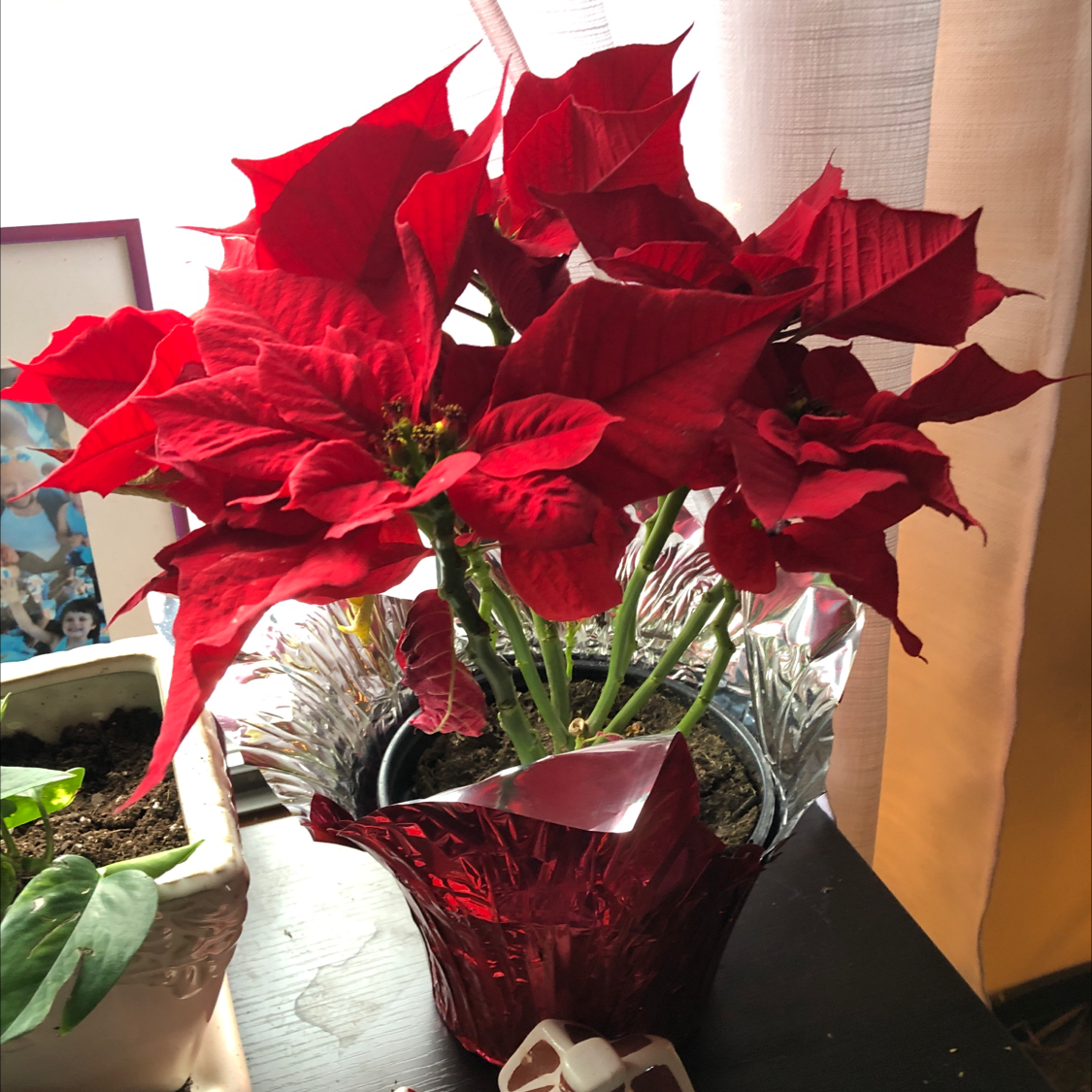 Poinsettia plant with vibrant red leaves in a pot, soil visible.