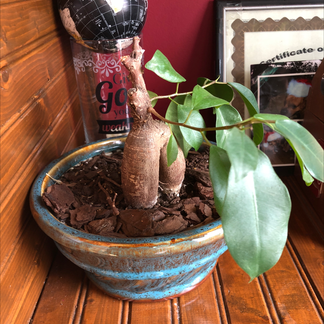 Healthy Ficus ginseng bonsai plant with gnarled trunk and glossy leaves, potted in blue ceramic bowl with figurine decoration.