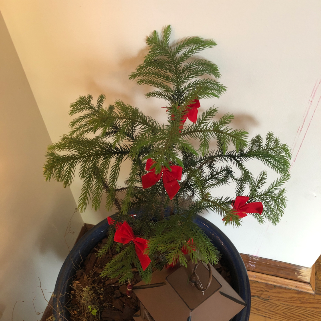 Norfolk Island Pine in a pot with red bows, healthy green foliage, visible soil.