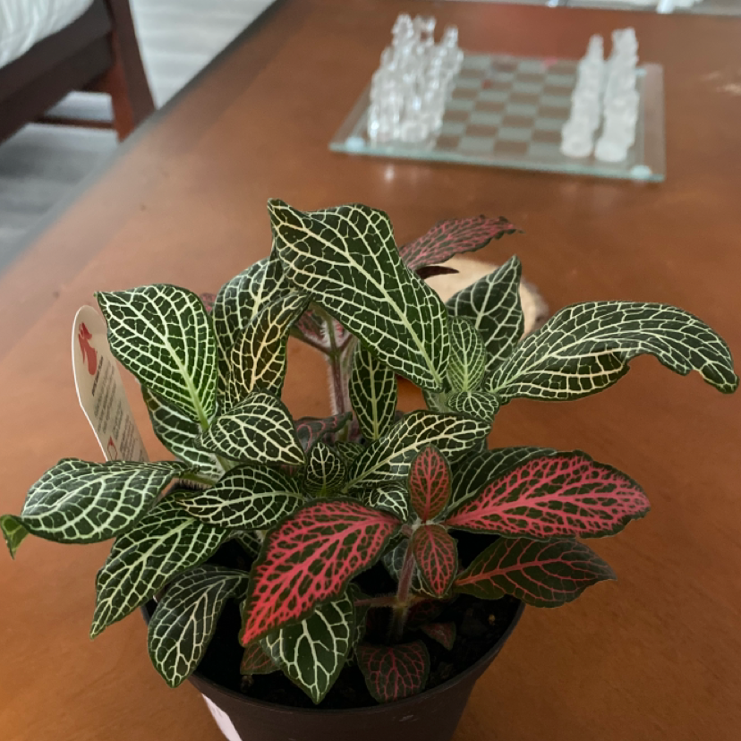 Nerve Plant plant photo by @PreciseChives named Angel on Greg, the plant care app.