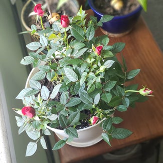 Miniature Rose plant in Inwood, New York