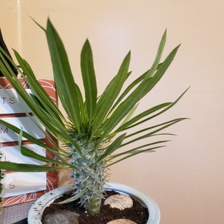 Madagascar Palm plant in Inwood, New York