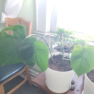 Monstera plant in Inwood, New York