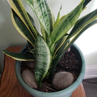 Snake Plant plant in Inwood, New York
