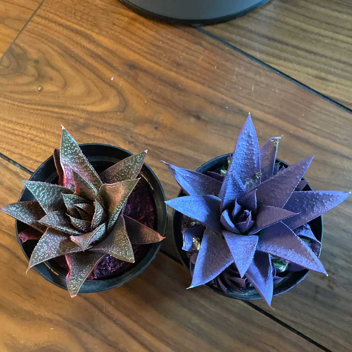 Two potted Gasteraloe 'Flow' succulents, one reddish-brown and one purple, on a wooden surface.