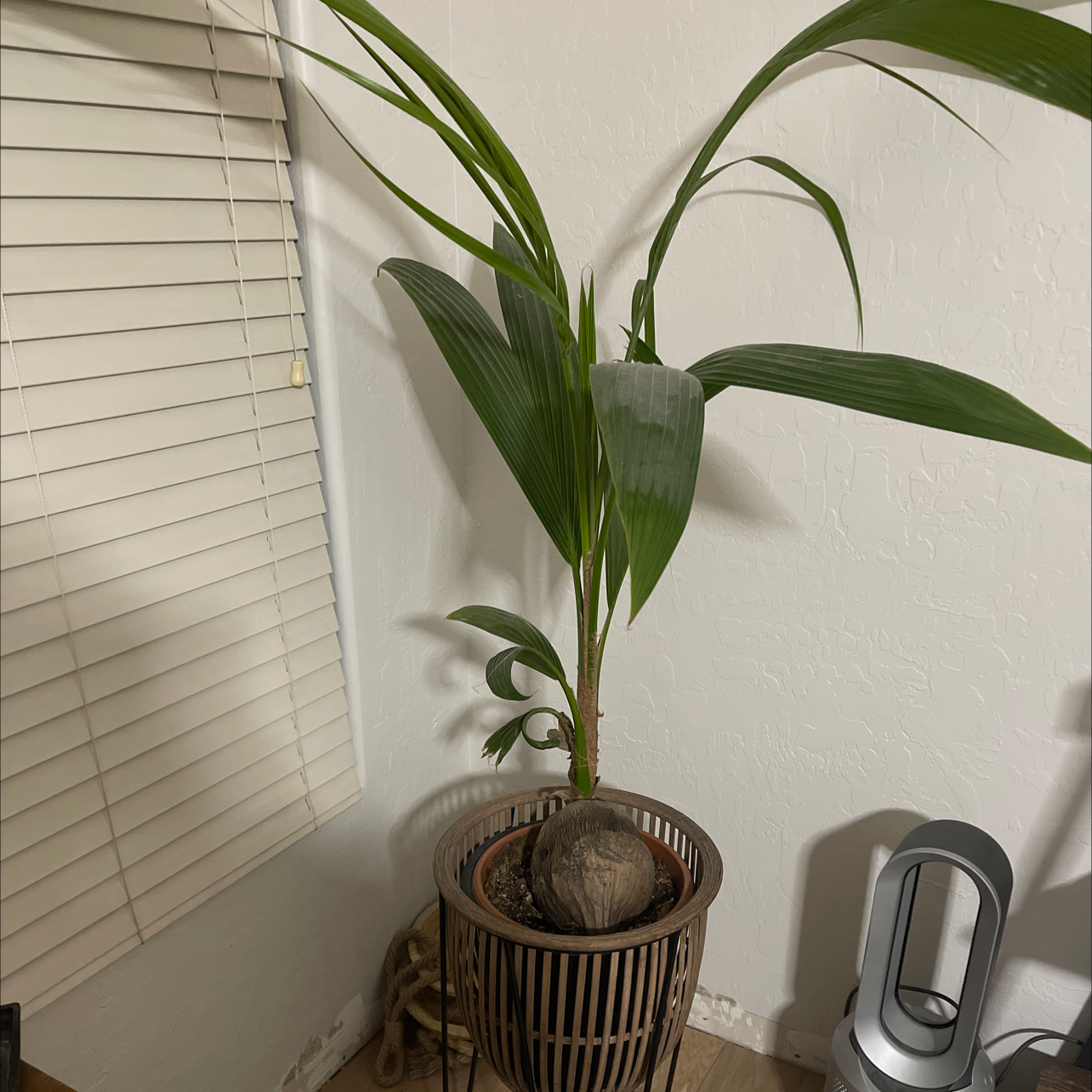 Indoor coconut plant in a pot with green leaves and visible soil.
