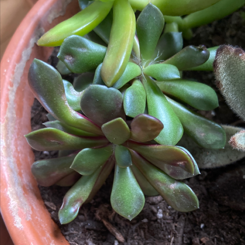 Mexican Firecracker succulent in a terracotta pot with some reddish-brown discoloration on leaves.