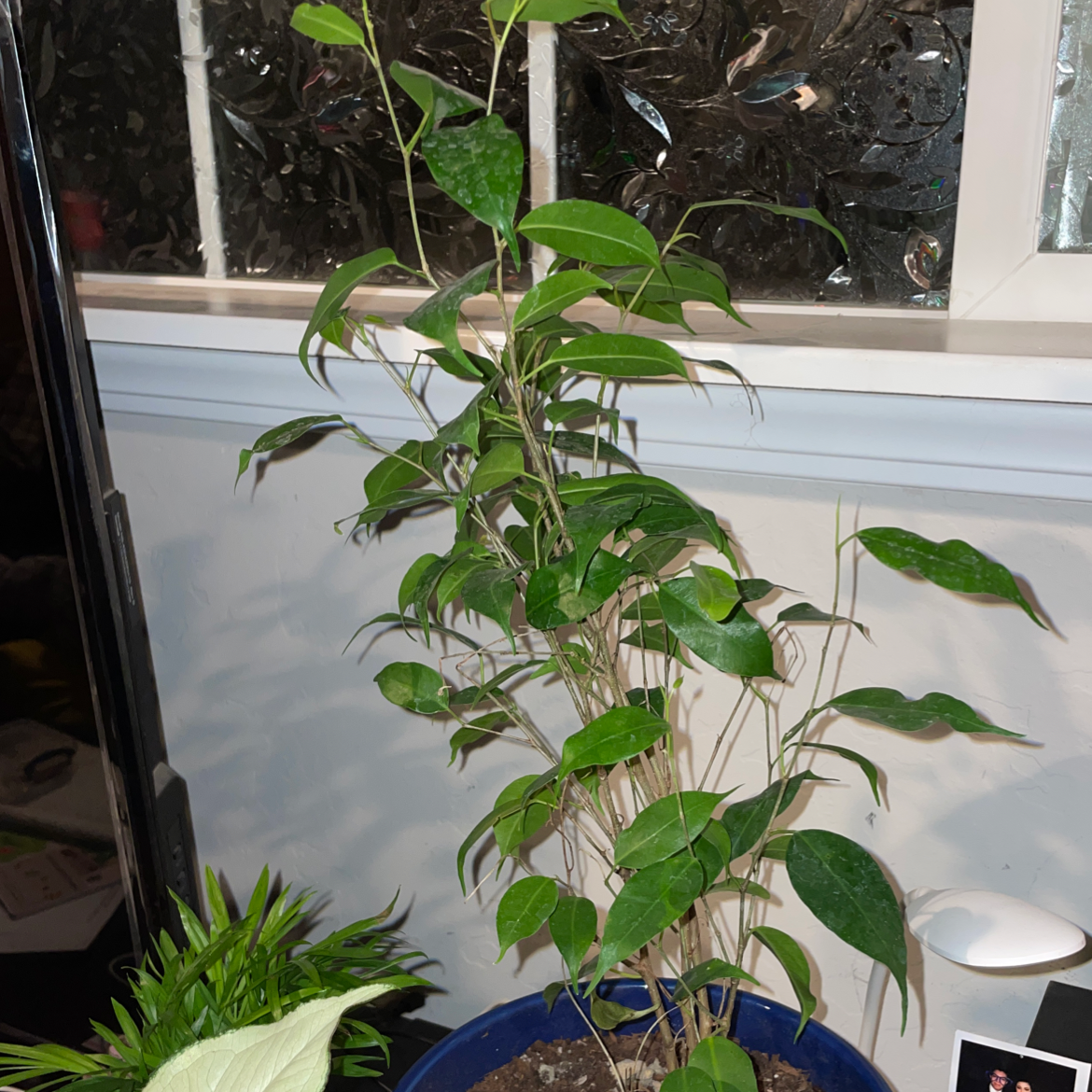 Photo of the plant species Natasha Weeping Fig by @CivicAlmond named Diana on Greg, the plant care app