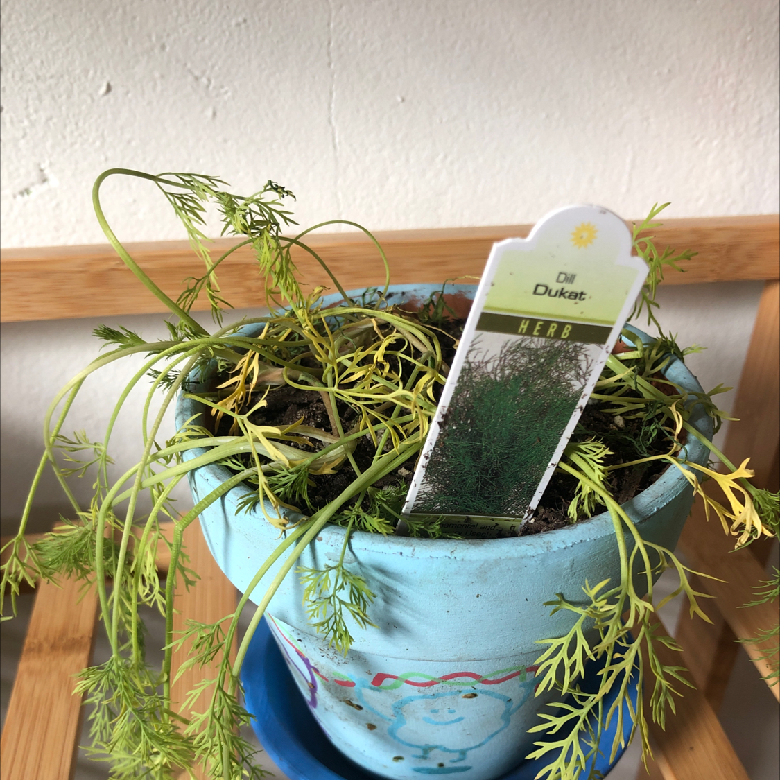 🥒 Why Are the Leaves on My Dill Turning Yellow?
