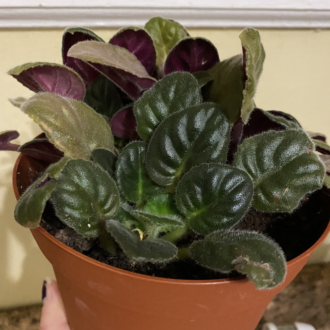 African Violet plant photo by Regina named Easter on Greg, the plant care app.