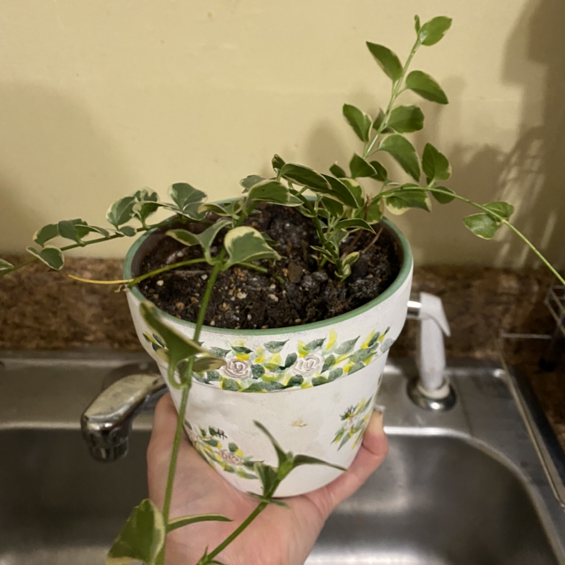 Bellus plant photo by Regina named Fern on Greg, the plant care app.