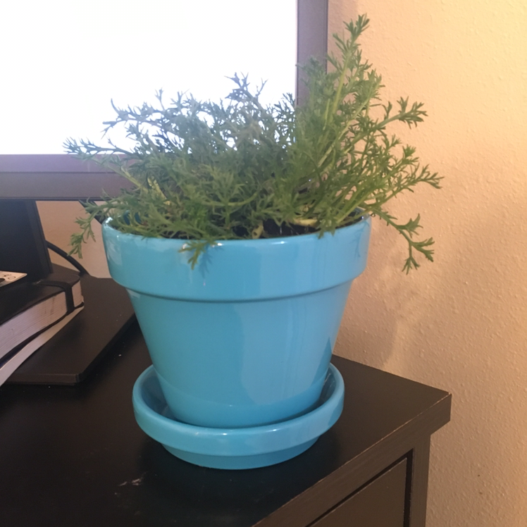 Healthy potted common thyme plant with lush green foliage, no signs of disease, in a light blue ceramic pot indoors.