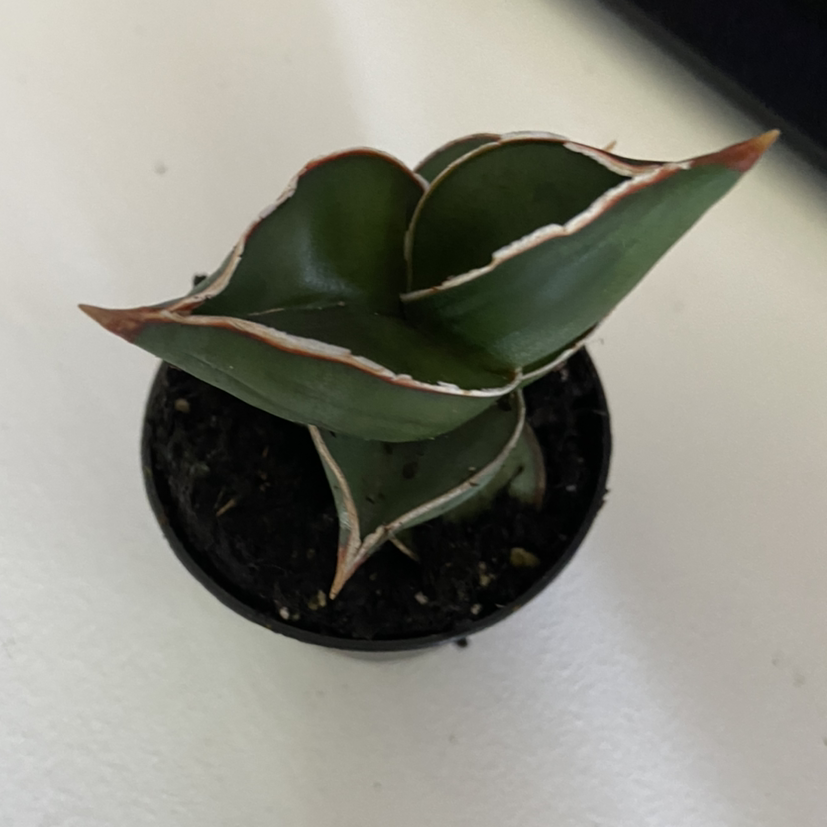 Photo of the plant species Samurai Dwarf Snake Plant by @b.niche named Sensei on Greg, the plant care app