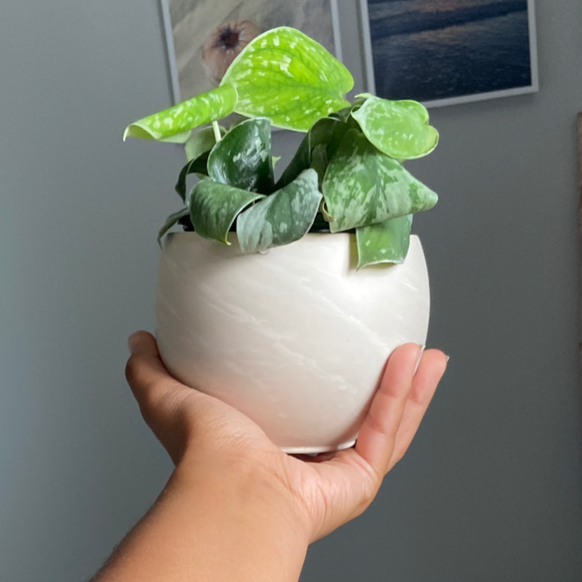 Photo of the plant species Silver Anne Pothos by @b.niche named Anne on Greg, the plant care app