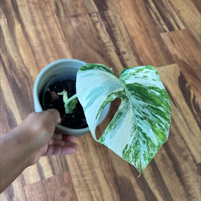 Best Soil for Monstera 'Albo'