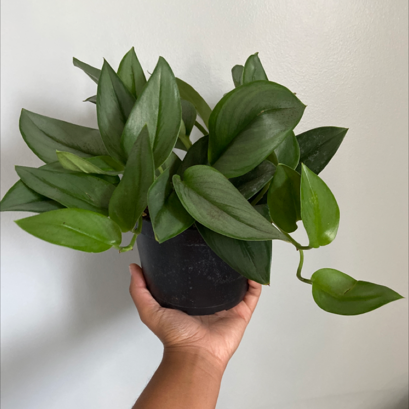 Scindapsus treubii 'Moonlight' plant held in a hand, showing vibrant green leaves.