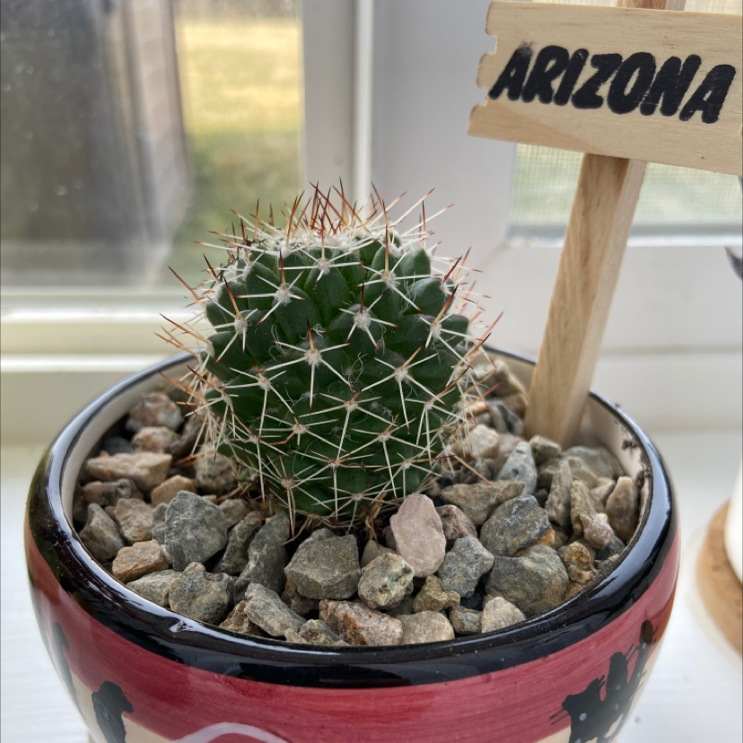 Little Nipple Cactus in a decorative pot with rocky soil and an 'ARIZONA' sign.