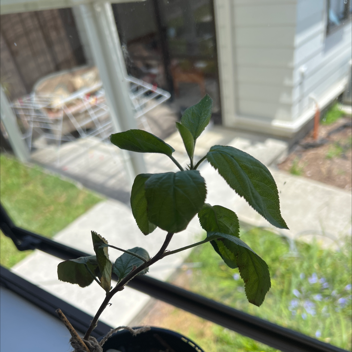 Photo of the plant species Ambrosia Apple Tree by @WarmOmnom named Jazz on Greg, the plant care app