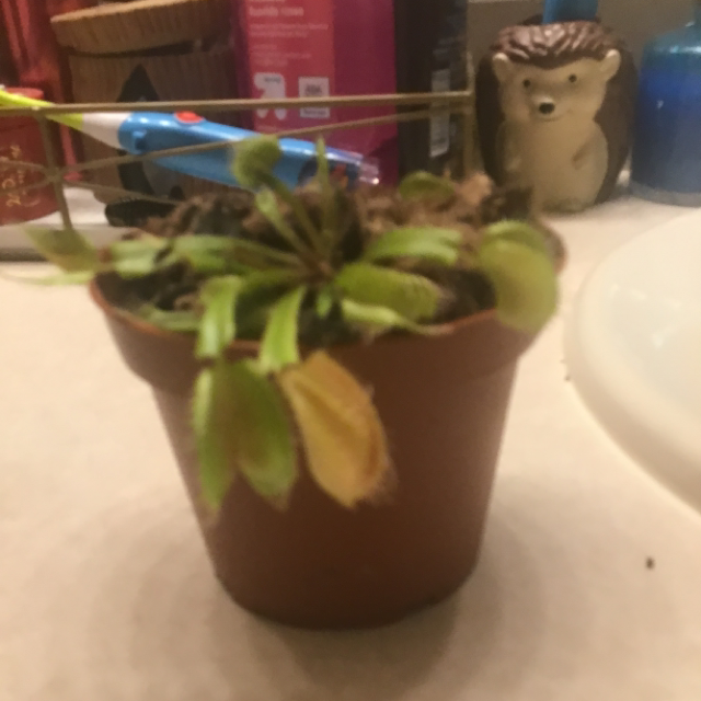 Red Piranha plant photo by @ZanyBasil named Gates on Greg, the plant care app.