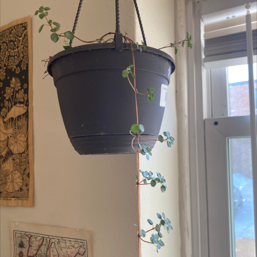 Hanging Pilea 'Aquamarine' plant in a black pot, trailing downwards.
