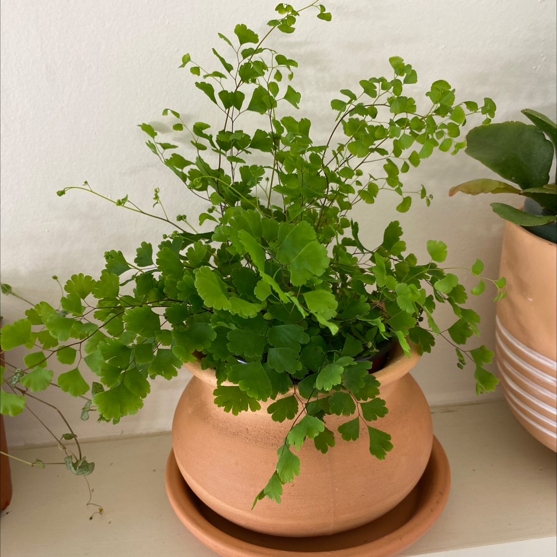 Maidenhair Fern in a terracotta pot, healthy green leaves, well-framed.