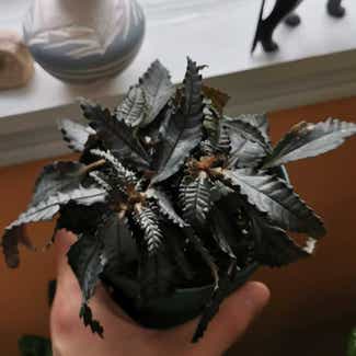 Dark Mystery Pilea plant in Elgin, New Brunswick