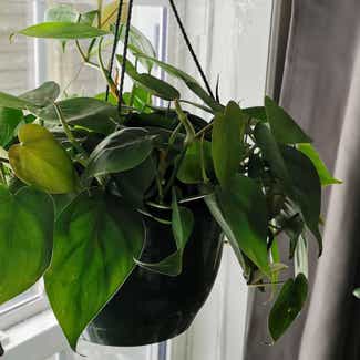 Heartleaf Philodendron plant in Elgin, New Brunswick